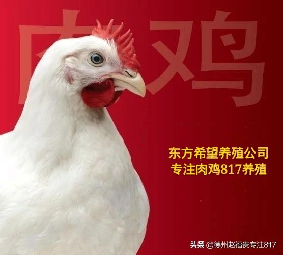 817肉杂毛鸡行情（棚前价格）12月12日 